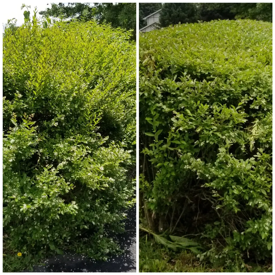 Collage of an overgrown shrub and the same shrub neatly trimmed